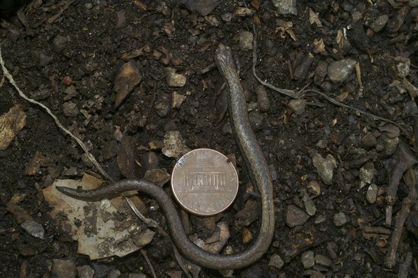 Forfait 5g : comparez les offres pour une connexion ultra-rapide